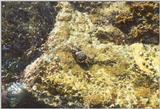 Misc Animals from Greece  - Crab on rock.jpg