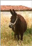 Misc Animals from Greece  - Donkey2.jpg