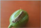 Insects from Greece 1 - Caterpillar on fruit.jpg