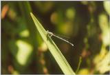 Insects from Greece 1 - Damselfly3.jpg