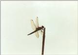 Insects from Greece 1 - Dragonfly2.jpg
