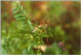 Insects from Greece 3 - Grasshopper1.jpg