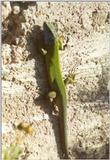 Frogs and Lizards from Greece - Green Lizard1.jpg