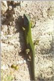 Frogs and Lizards from Greece - Green Lizard3.jpg