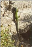 Frogs and Lizards from Greece - Green Lizard4.jpg
