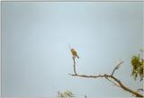 Birds from Greece - Greenfinch.jpg