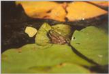 Frogs and Lizards from Greece - Marsh Frog3.jpg