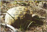 Tortoise Flood - schildpad1.jpg