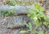Tortoise Flood - schildpad3.jpg