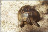 Tortoise Flood - schildpad4.jpg