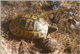 Tortoise Flood - schildpad5.jpg