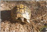 Tortoise Flood - schildpad6.jpg
