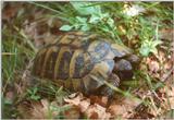 Tortoise Flood - schildpad7.jpg