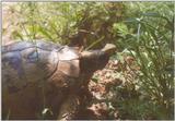 Tortoise Flood - schildpad9.jpg