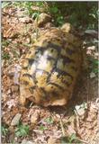 Tortoise Flood - schildpad10.jpg