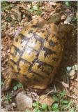 Tortoise Flood - schildpad11.jpg