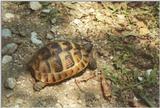 Tortoise Flood - schildpad12.jpg