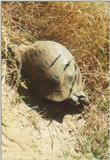 Tortoise Flood - schildpad13.jpg