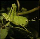 Green-Grasshopper