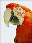 Scarlet Macaw J01-Face Closeup