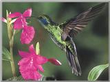 Hummingbird  7 of 12 - Green Violet-eared Hummingbird 01