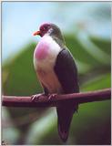 unknown bird --> Jambu Fruit Dove (Ptilinopus jambu)
