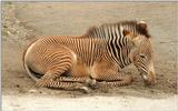 Do not adjust your monitor - the stripes are for real - Zebra foal in Wilhelma Zoo