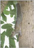 Squirrel down the tree - Squirrel3.jpg (0/1)