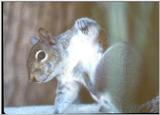 Itchy Squirrel - Squirrel4jpg.jpg (0/1)