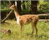 Scanned some days ago but forgotten to post - Guanaco in Wilhelma Zoo