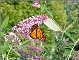 Re: Hello! - monarch butterfly (Danaus plexippus)