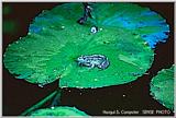 참개구리 Rana nigromaculata (Black-spotted Frog)