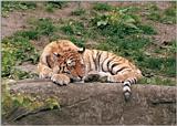 Rescan of one of the pics I started with - Sleeping Tiger cub in Hagenbeck Zoo