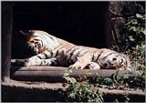 Hagenbeck Zoo pics continued - Tiger in a comfortable Position...