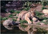 Hagenbeck Zoo - still not running out of tigers - Miss Sweetcat relaxing in the sun