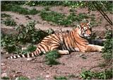 And yet another tiger girl - one of the rare motionless moments