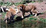 Hagenbeck Zoo - more tiger tails - the young ladies having a wet game
