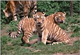 Hagenbeck Zoo - tigers, as promised - more of the little girls