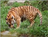 ... tiger having a drink - Bengal tiger (Panthera tigris tigris)
