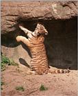 New Hagenbeck tiger scans - kitty pretending to be a big cat