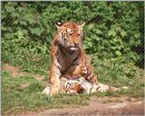 New Hagenbeck Zoo tiger scans - a must see if you like wet kittens