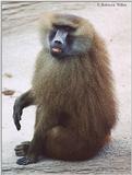 Brookfield Zoo pics - Baboon (may be a repost)