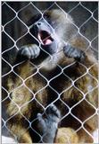 gibbon fence 3