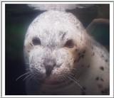 Harbor Seal face