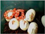 baby corn snakes--albino