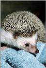 African Pygmy Hedgehog (Four-toed Hedgehog)