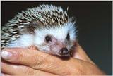 African Pygmy Hedgehog (Four-toed Hedgehog)