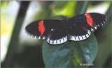 (Butterflies) File 3 of 4 - Heliconius Melpomene