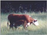 Some domestics- Hereford cows