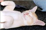 Sleeping beauty - Red Burmese Cat 2